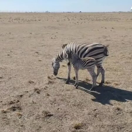 В Аскании-Нова родился детеныш зебры Чапмана