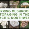 Strict Fines for Mushroom Foraging in Russia’s Protected Zones