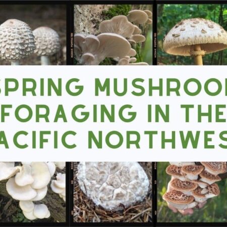 Strict Fines for Mushroom Foraging in Russia’s Protected Zones