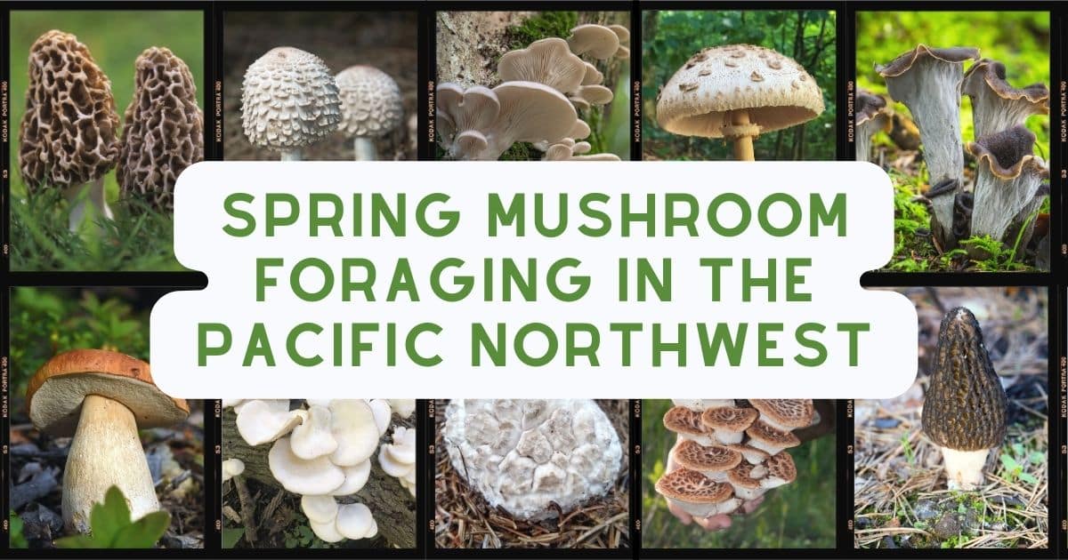 Preview Strict Fines for Mushroom Foraging in Russia’s Protected Zones