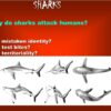 Why Sharks Attack Humans: An Oceanologist’s Perspective