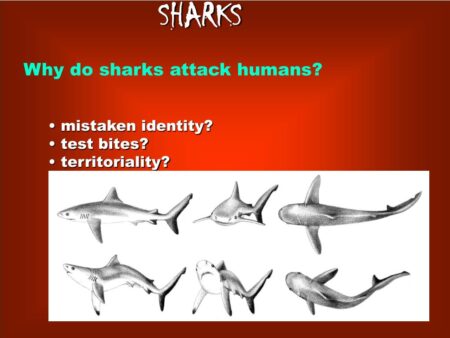 Why Sharks Attack Humans: An Oceanologist’s Perspective