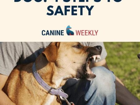 Considering a Shelter Dog? Important Advice from a Canine Expert