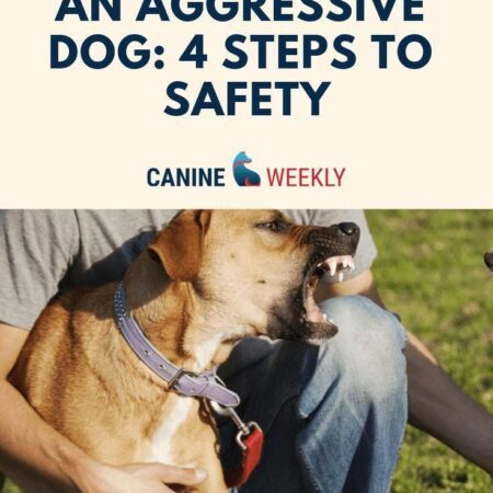 Considering a Shelter Dog? Important Advice from a Canine Expert