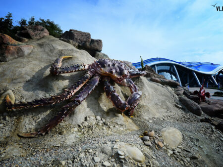 Footage Captures Remarkable Horseshoe Crab Courtship at Primorsky Oceanarium