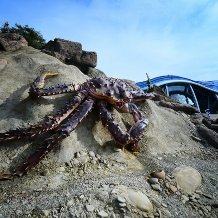 Footage Captures Remarkable Horseshoe Crab Courtship at Primorsky Oceanarium