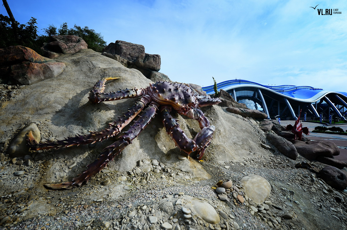 Preview Footage Captures Remarkable Horseshoe Crab Courtship at Primorsky Oceanarium