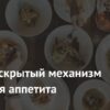 Открыт скрытый механизм контроля аппетита