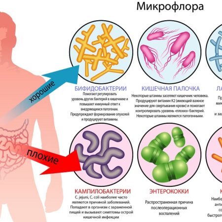 Микропластик: Неожиданный фактор изменения микрофлоры кишечника