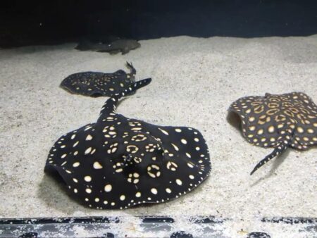 Birth of Four Rare Leopoldi and Motoro Stingrays at Alushta Aquarium