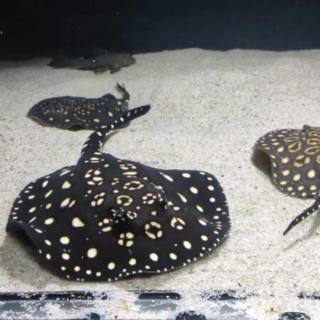 Birth of Four Rare Leopoldi and Motoro Stingrays at Alushta Aquarium