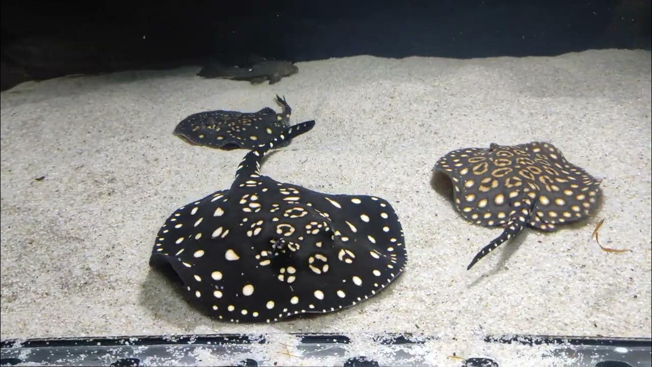 Preview Birth of Four Rare Leopoldi and Motoro Stingrays at Alushta Aquarium