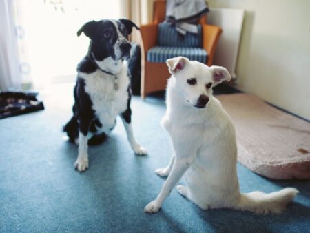 Кинолог Голубев рассказал, что собаки любят стабильность и не займут много места