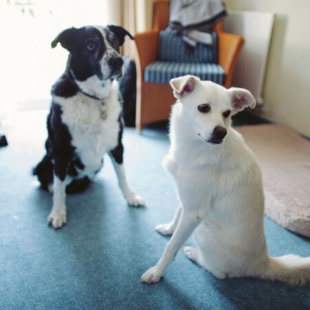 Кинолог Голубев рассказал, что собаки любят стабильность и не займут много места