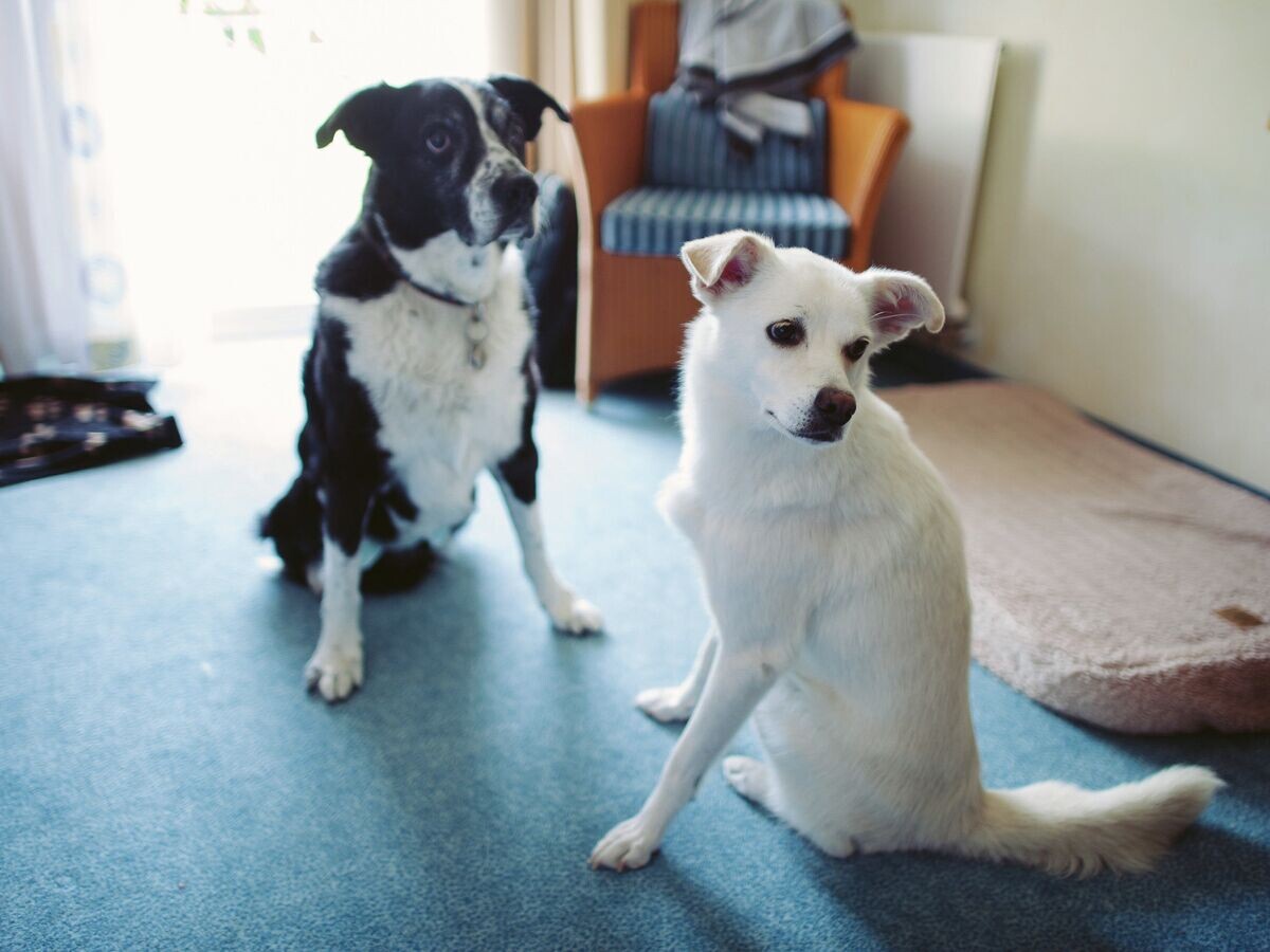Preview Кинолог Голубев рассказал, что собаки любят стабильность и не займут много места