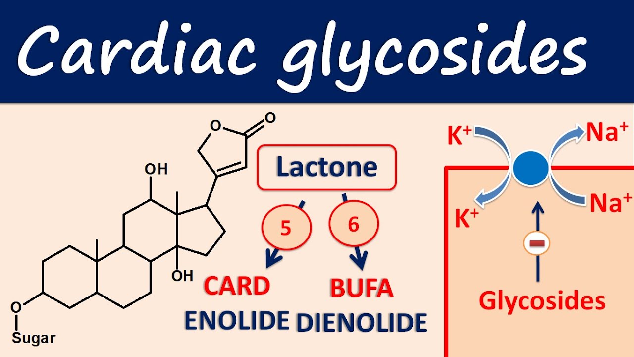Preview Cardiac Glycosides: A New Frontier in Liver Cancer Treatment