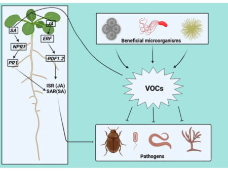 The Unexpected Role of Plant Compounds in Vision Protection