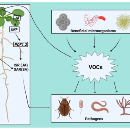 The Unexpected Role of Plant Compounds in Vision Protection
