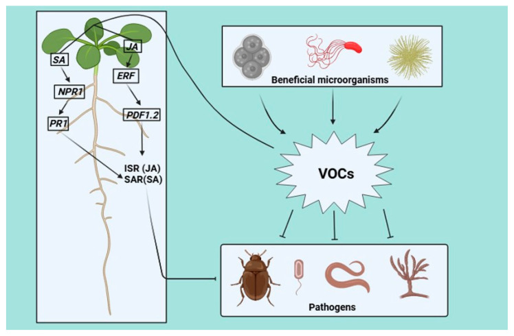 Preview The Unexpected Role of Plant Compounds in Vision Protection