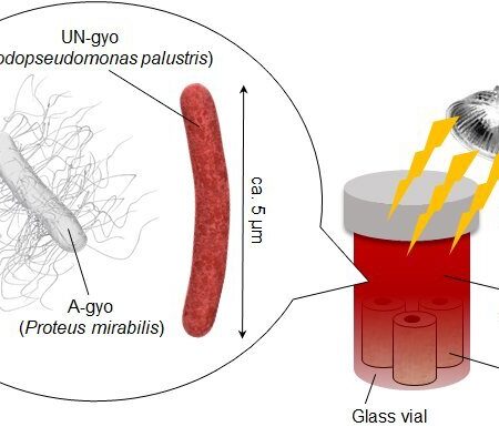 Frog Gut Bacteria Show Promise as Potent New Cancer Treatment