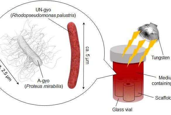 Frog Gut Bacteria Show Promise as Potent New Cancer Treatment